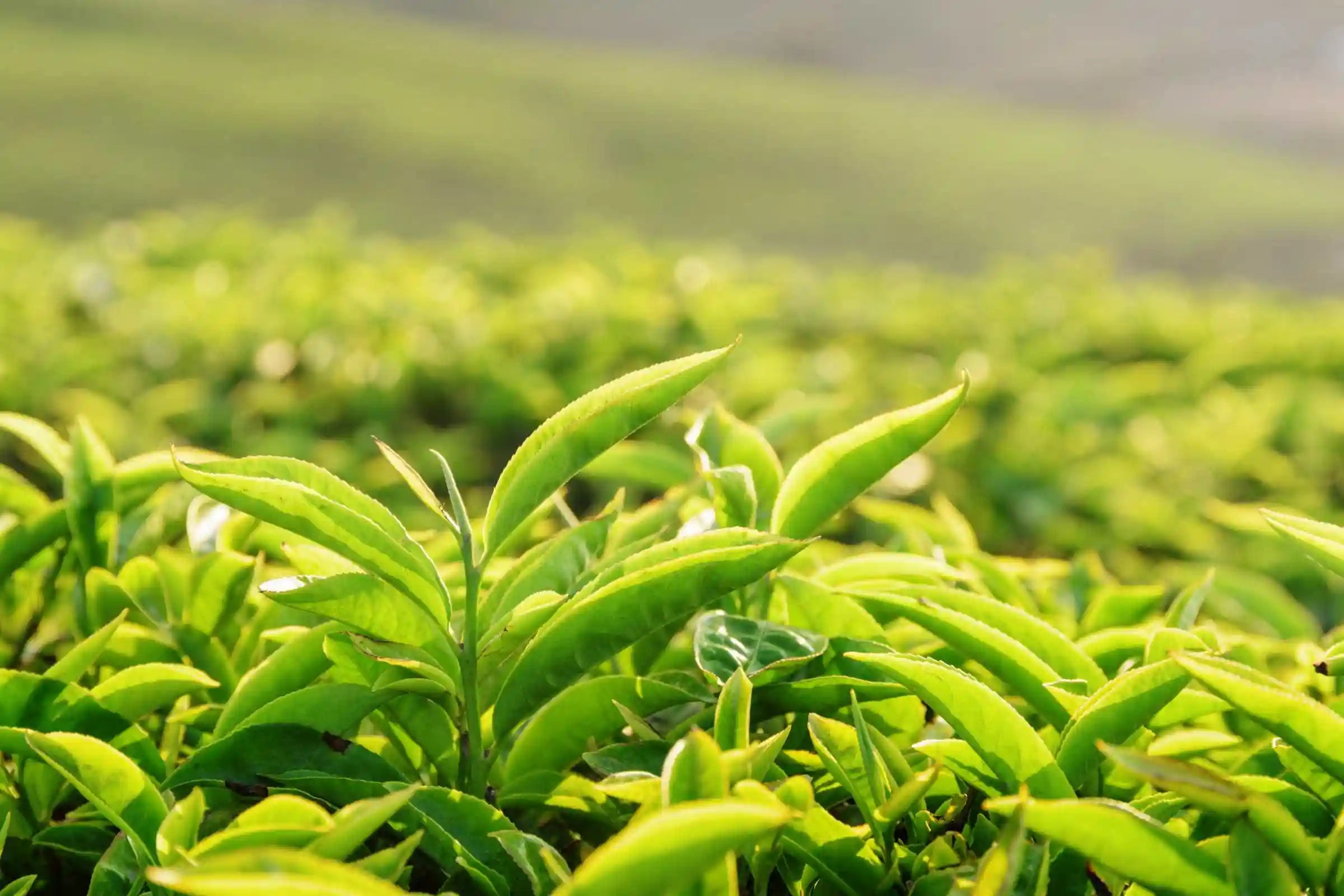 The Origins Of Tea In India