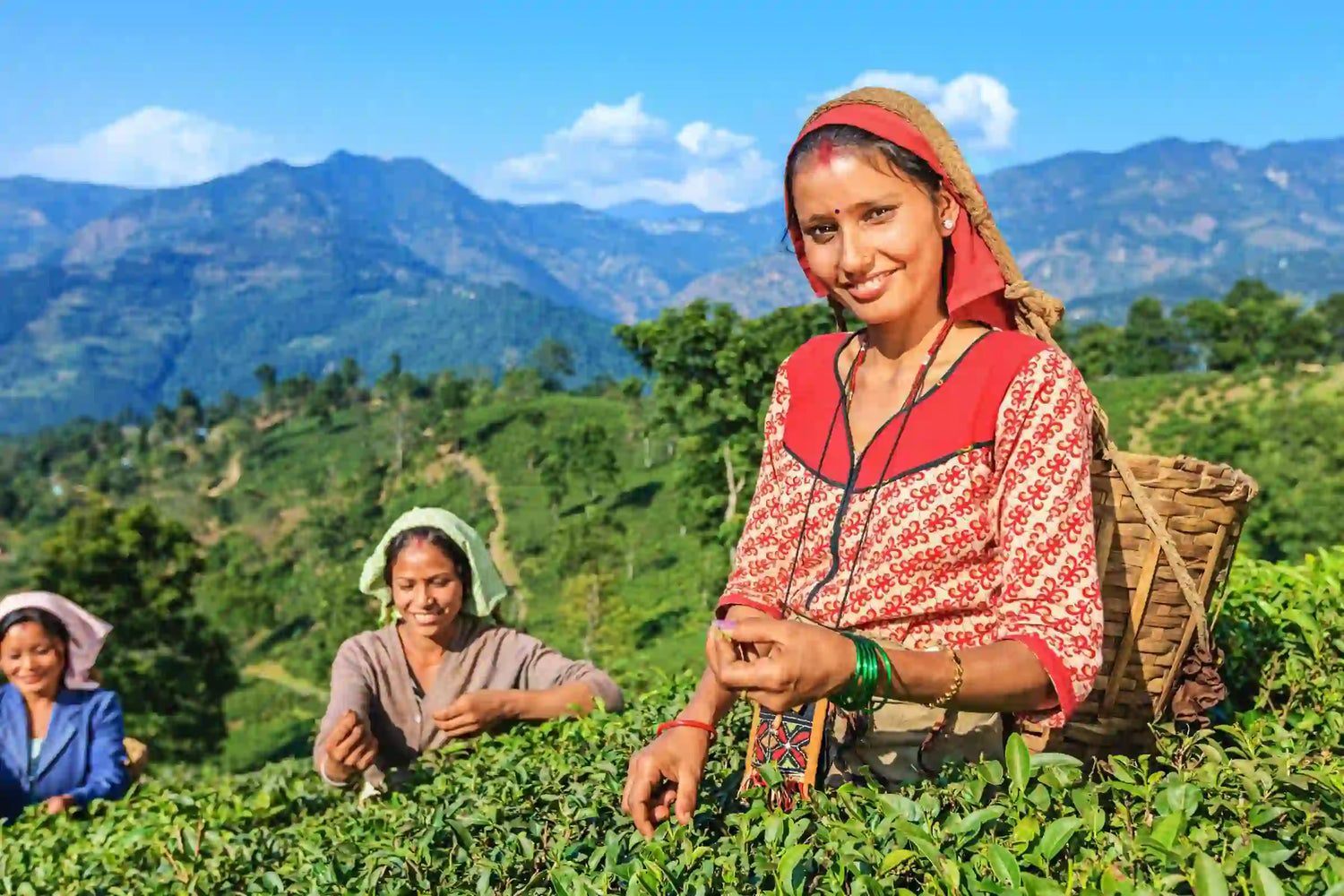 Sustainable Tea Farming Practices In India